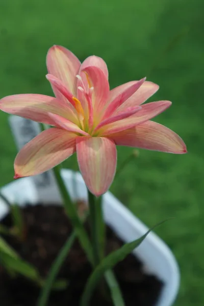 Rain Lily Beauty Mystic