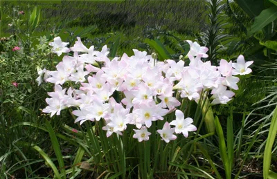 Summer Shower Petal Pop