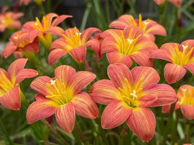 Rain Lily Crimson Sunset