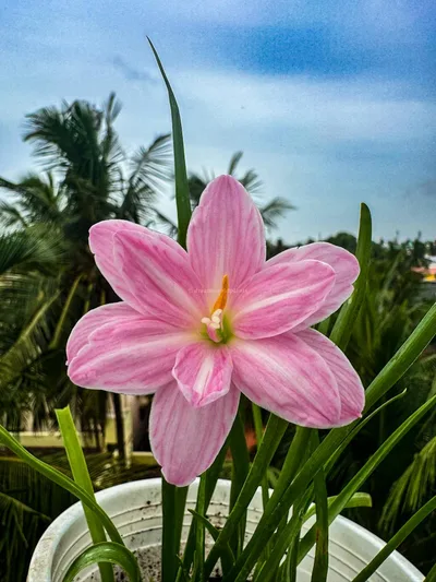 Rain Lily Turandot