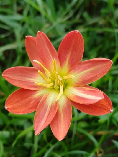 Rain Lily Songkaria — thumbnail 1