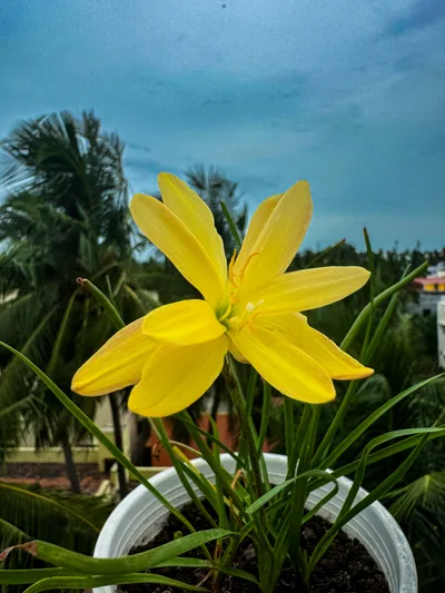 Golden Onam Rainburst