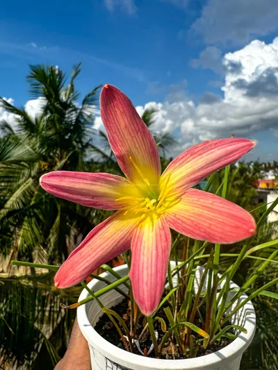Rain Lily Ma Pink Arrow