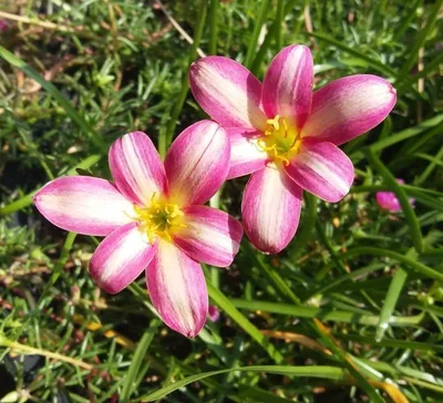 Rain Lily Rose luck