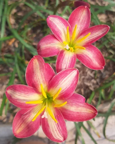 Rain Lily Sweet Spot Trio