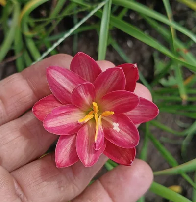 Rain Lily Carnelian Stone