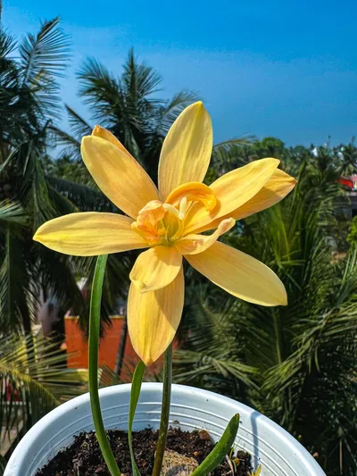 Rain Lily Apricot King — thumbnail 1