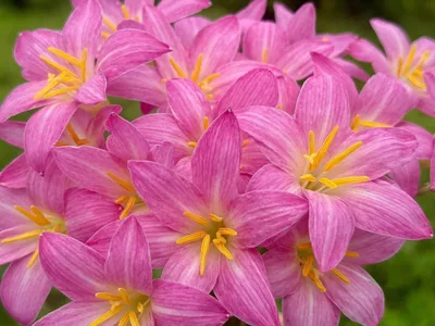 Rain Lily Pretty Papillon