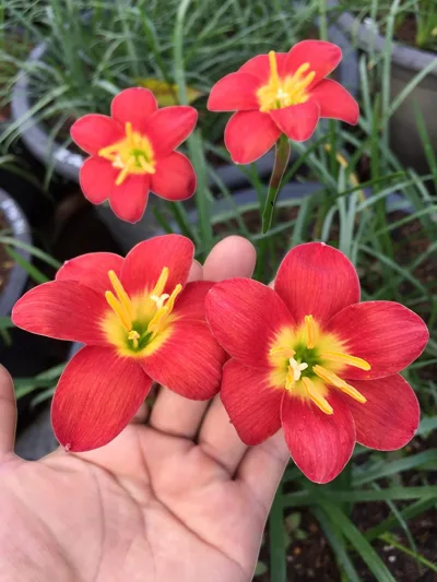 Rain Lily Red Ayothaya — thumbnail 5