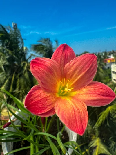 Rain Lily Chinda — thumbnail 4