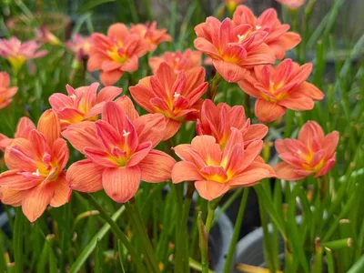 Rain Lily Sudteeruk