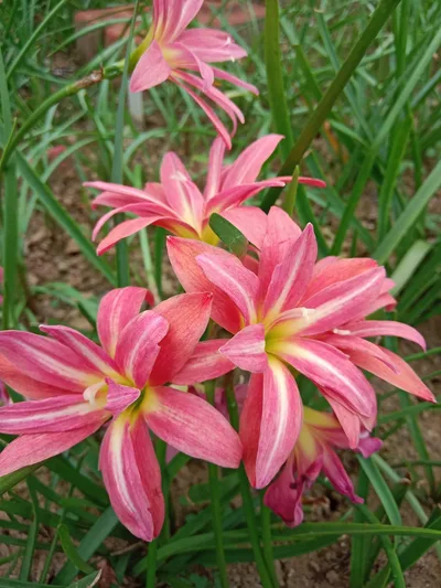 Rain Lily Cassini