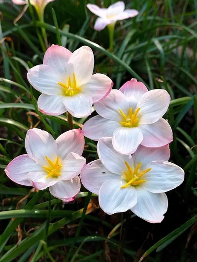 Rain Lily Ume no Hana — thumbnail 2