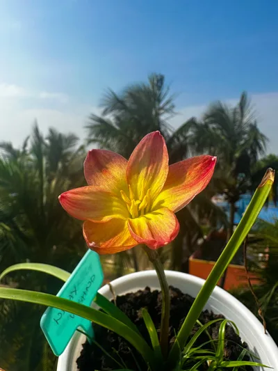 Rain Lily Wishy wish — thumbnail 2