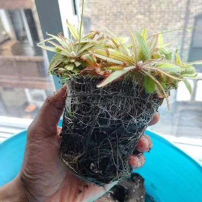 Drosera Adele