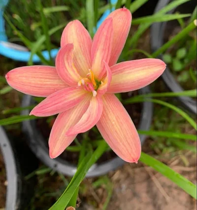Rain Lily Beauty Mystic