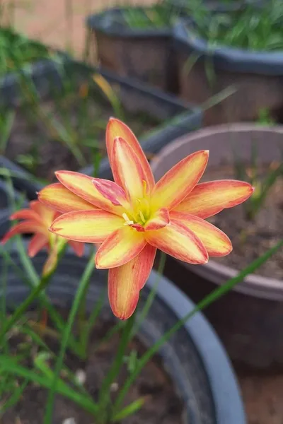 Rain Lily Urania