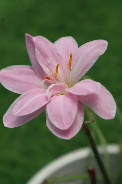 Rain Lily Sweet Pink