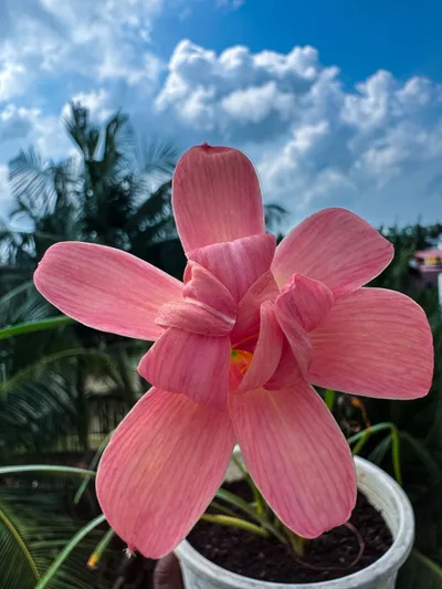 Rain Lily Princess of Charlotte — thumbnail 3