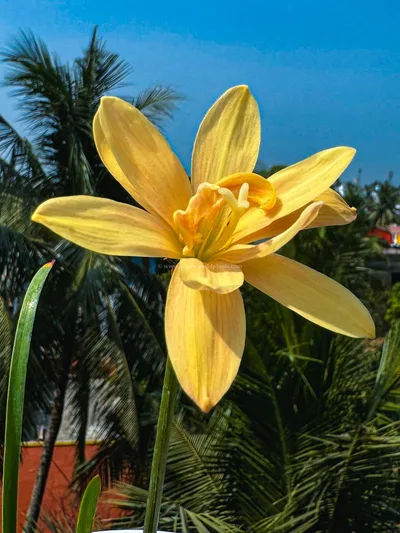 Rain Lily Apricot King — thumbnail 3