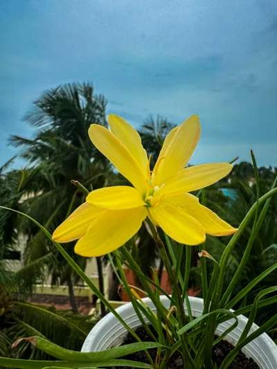 Rain Lily Yellow star