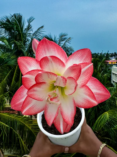 Amaryllis Blossom Peacock