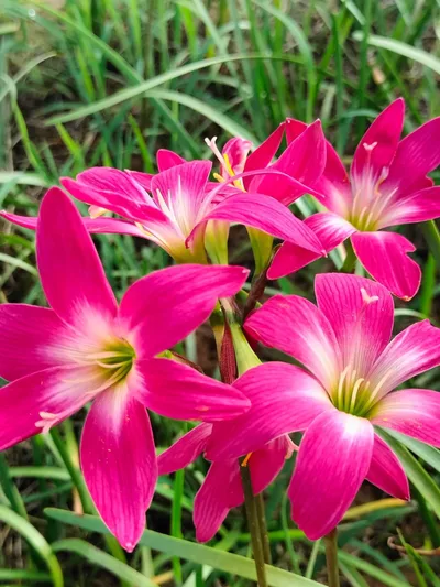 Rain Lily Aris