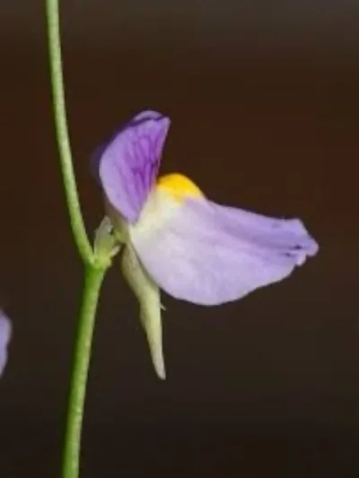 Utricularia Blanchetii