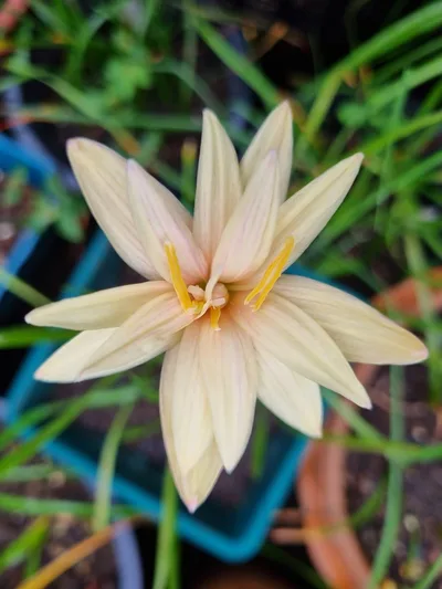Rain Lily Chandler sparkle