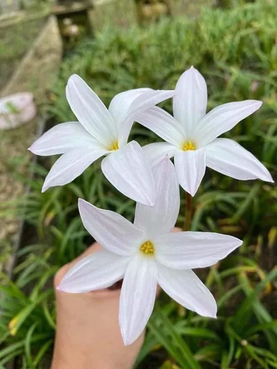Rain Lily Fragrance