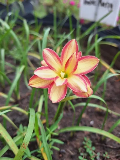 Rain Lily DOUBLE MARY
