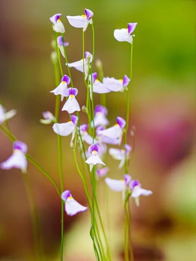 Utricularia Blanchetii