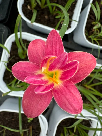 Rain Lily Lotus seed