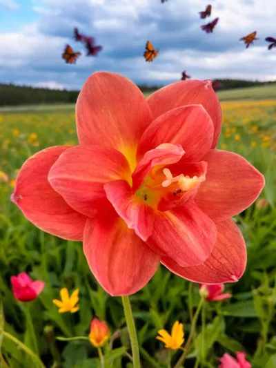 Rain Lily Sunset Love