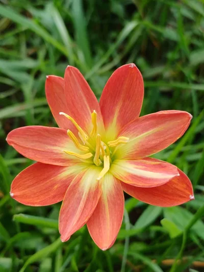 Rain Lily Songkaria — thumbnail 3
