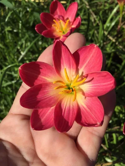 Rain Lily Red Master — thumbnail 1