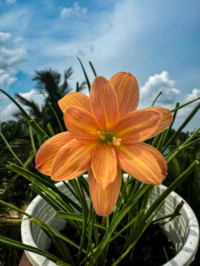 Rain Lily Orange Spy — thumbnail 2