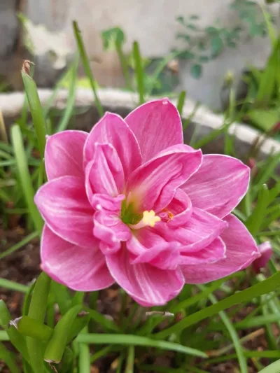 Rain Lily Sandee