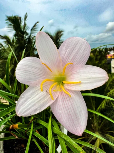 Onam Special 5 Colour Rain Lily Pack