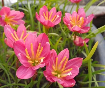 Rain Lily Praewa
