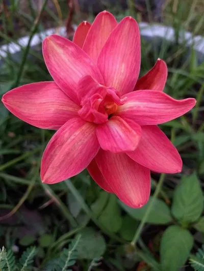 Rain Lily Viora