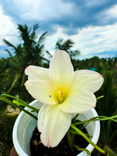 Rain Lily Zowie Star Dust