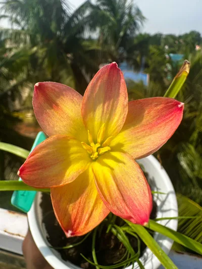 Rain Lily Wishy wish — thumbnail 4