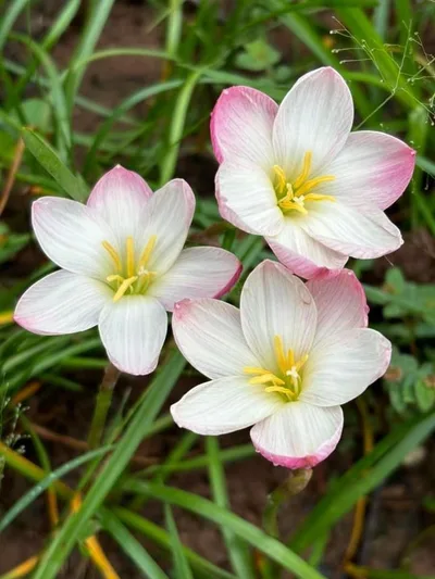 Rain Lily Ume no Hana — thumbnail 1