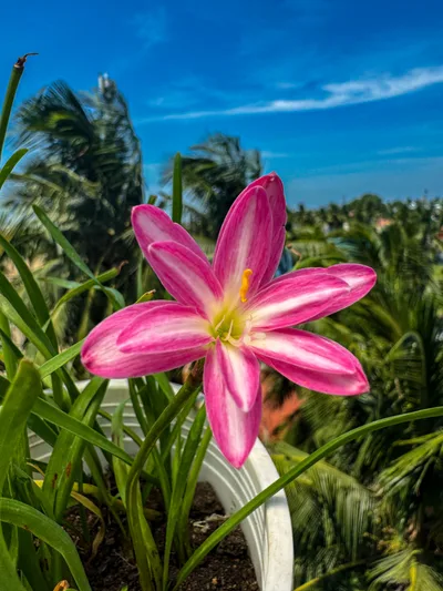 Rain Lily RP Pink Butterfly — thumbnail 1