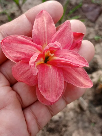 Rain Lily Nalinthara — thumbnail 1