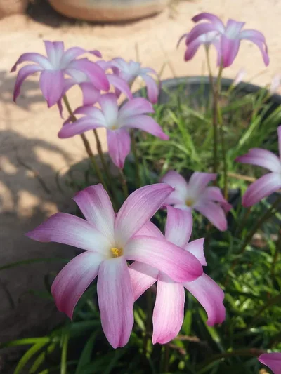 Rain Lily Winter Sweet