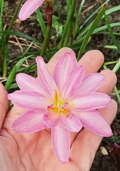Rain Lily Pink Brocade