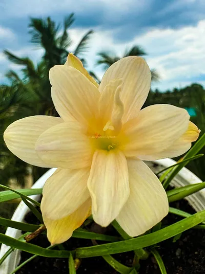 Rain Lily Pelican
