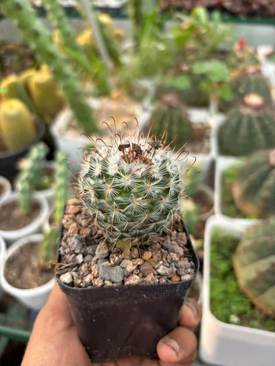 Desert Gems Collection